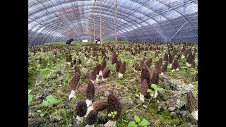 how to grow morel mushroom morille we can teach you [upl. by Triplett193]