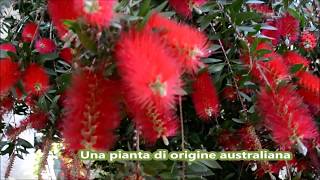 Callistemon  la prima fioritura della stagione  Fiori che Passione [upl. by Deborath]