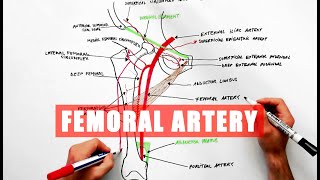 Femoral Artery and its branches  Anatomy tutorial [upl. by Onailimixam501]