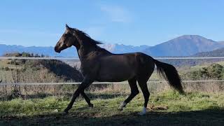 Etalon à la saillie  Akhal Teke  Cheval de 14 ans Kemput [upl. by Catha]