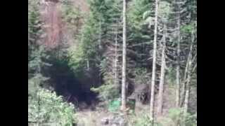 Feller buncher mechanical logging near Fall Creek Oregon first [upl. by Lara]