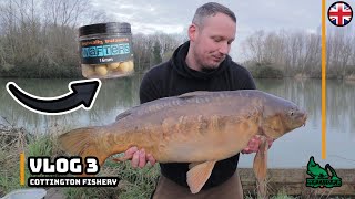 Cottington Lakes  New Pepper  Carp Fishing  Chasing the 40lb Carp Vlog 3 [upl. by Lyj47]