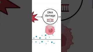 Interplay between Structural Inequality Allostatic Load Inflammation amp Cancer in Black Americans [upl. by Emlin609]