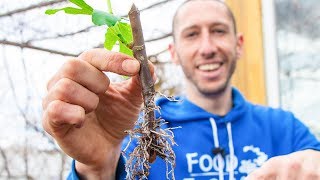 How to Grow a Fig Tree from a Cutting  Propagate Figs for your Garden [upl. by Llerehc]