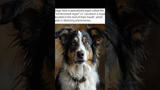 dog fact of the day [upl. by Lobell]