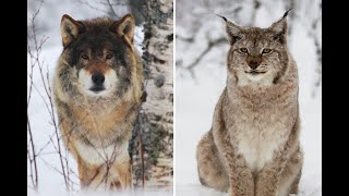 Eurasian lynx vs Grey wolf [upl. by Ahseel]