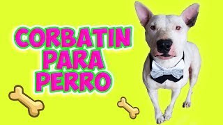 CORBATIN ADORABLE PARA TU PERRO 🐾 Manualidades para Mascotas [upl. by Norvan]