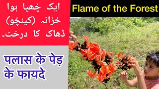 ChichraDhakPalashKesu  Butea Monosperma Tree health benefits in Urdu and Hindi by Atif Hussain [upl. by Modesta856]