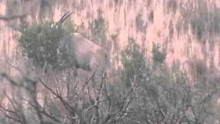 Eland Bull shot at 168 yards with a Blaser S2 500416 [upl. by Royce]