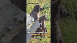 The Grizzly bears are shorts naturelens ytshorts [upl. by Nylevol478]