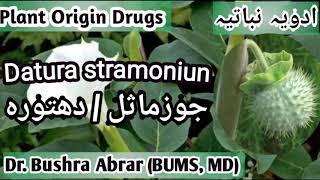 Datura  دھتورہ  جوزماثل Datura stramonium Advia Mufradah lecture [upl. by Treiber]