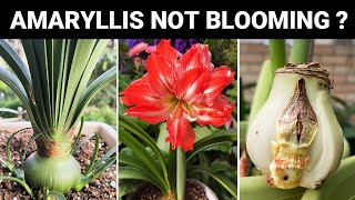 Why is My Amaryllis Not Blooming 5 Reasons You Must Know Turn on CC [upl. by Lati260]