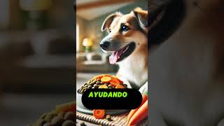 Mejora La Salud De Tu Perro Con Estos Alimentos De Tu Cocina [upl. by Enimrac]