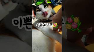 아깽이한테 그루밍받기✨️ 그루밍catvlogcatteasing [upl. by Haniraz]