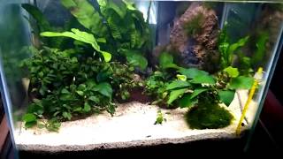 Aquascape bucephalandra dan anubias [upl. by Caitlin]