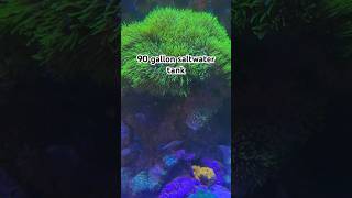 My saltwater tank is glowing reeftank saltwateraquariums homemade trending saltwateraquarium [upl. by Seabury]