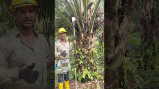 15din natiza fal kharab malaysia ytshortsvideo india viralshort foryou harvesting [upl. by Wolfie]