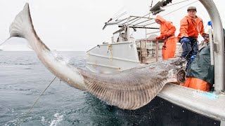 Super HUGE Halibut Fishing Method Using Long Line  Catching an UNBELIEVABLE TON OF Halibut [upl. by Eirrej]