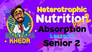 Biology  heterotrophic nutrition  part 2  Absorption [upl. by Leia]