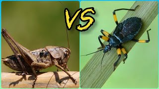 Серый кузнечик против Клопа хищнеца Katydid vs Assassin bug [upl. by Aroved]