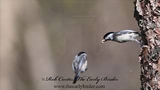 BLACKCAPPED CHICKADEE flying Poecile atricapillus [upl. by Dnaltroc]