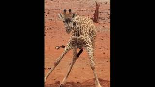 🤭 Giraffes Unusual Drinking Techniques Will Crack You Up GiraffeDrinking AwkwardAnimals [upl. by Mihe135]