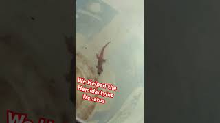 Hemidactylus frenatus [upl. by Millham]