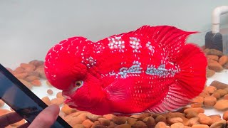 The best flowerhorn fish and beautiful color aqaurium [upl. by Mitzie]