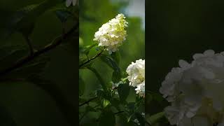 Hydrangea Panicle [upl. by Cadel236]