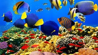 4K The most beautiful coral reefs and undersea creature on earth [upl. by Ylelhsa]