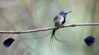 Peru Wildlife Marvelous Spatuletail and Other Animals [upl. by Nnayelsel8]