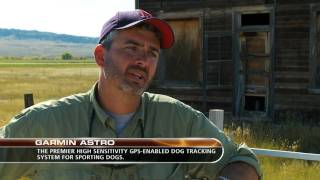 Montana Upland Game Bird Hunting [upl. by Melville]