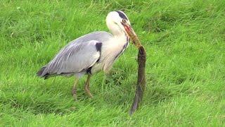 Vroege Vogels  Reiger eet paling [upl. by Hamburger]