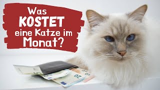 Was kostet eine Katze im Monat Damit kannst du rechnen 😺  Kostenübersicht [upl. by Johm665]