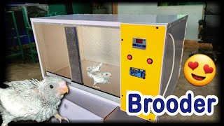 Best Brooder For Birds  How to Care Chicks in Winter with Brooder  12v Brooder by Daska Incubators [upl. by Anasxor393]