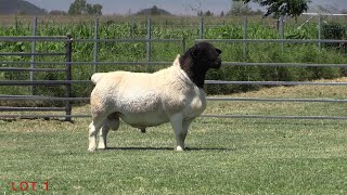 LOT 1  AMARULA DORPERS SALE RAM 2021 [upl. by Artined]