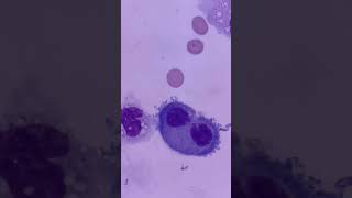 Mesothelial cells dividing foryou biology medicallab science shorts medtech medtechstudent [upl. by Humphrey562]