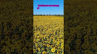 A Year in the Life of Sunflowers [upl. by Issi721]