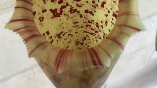 Inside my nepenthes what hybrid or species is this idk [upl. by Elrem697]