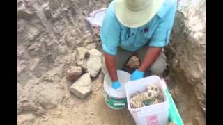 hadrosaur excavation of dinosaur in Eastern Montana [upl. by Norved]