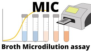 Broth Microdilution assay  How to determine the MIC Minimum Inhibitory Concentration [upl. by Nason393]