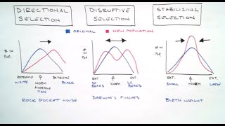 Directional Disruptive amp Stabilizing Selection [upl. by Banky]