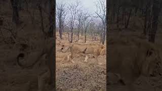 Enjored lion very sad but Lion safe 🤗💕 wildlife lion safari savelions shortsshortvideo simba [upl. by Nob]