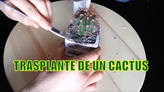 Cómo Trasplantar Un Cactus  Trasplante Paso a Paso [upl. by Leahcimauhsoj848]