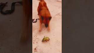 Dog and parrot friendship👌🫰viralshort friendshipexplorepage parrotandpuppylikekarosubscribekaro [upl. by Hailed]