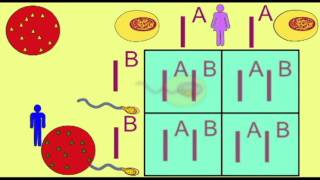 GENETICS1 CODOMINANCE AND THE INHERITANCE OF BLOOD TYPE [upl. by Granny358]