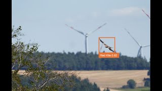 AVES Wind Red Kite [upl. by Rudelson]