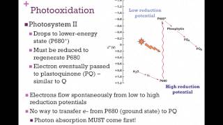 114Photosystem II [upl. by Marder]