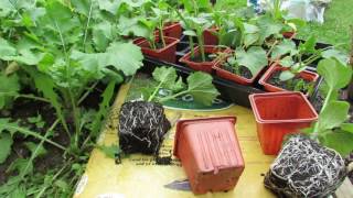 Growing Cucumbers Trellises Preparing the Planting Bed amp Using Transplants  TRG 2016 [upl. by Reidar]