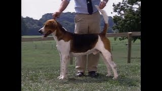 English Foxhound  Foxhound Inglés  イングリッシュ・フォックスハウンド  AKC Dog breed series [upl. by Ferreby]